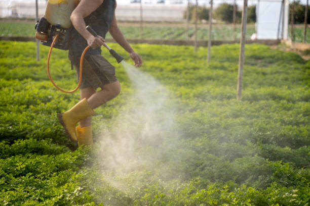 Wasp Removal Services in Amity, OR
