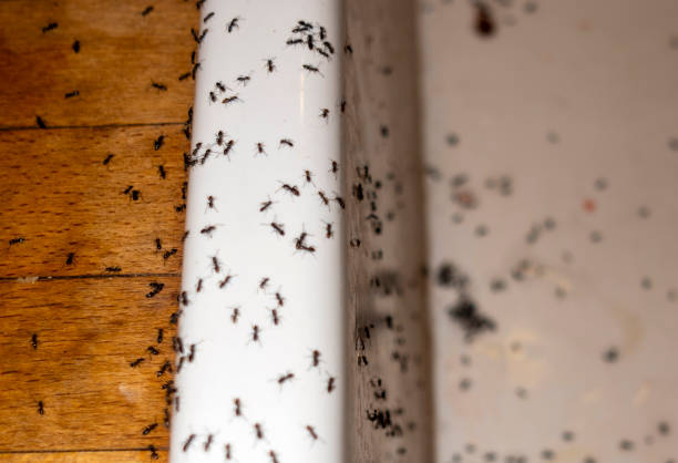 Best Pest Prevention Services  in Amity, OR